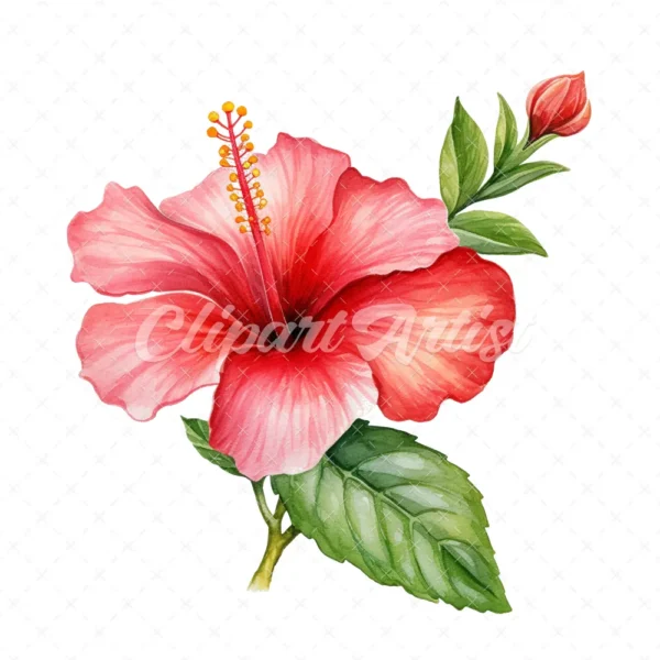 20 High-Quality Hibiscus Plant Clipart - Hibiscus plant digital watercolor JPG instant download for commercial use - Digital download