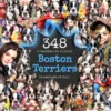 Boston Terriers Watercolor Clipart Bundle - 345+ transparent PNG, Boston puppy illustrations, Cute dog png, Commercial use, Digital download