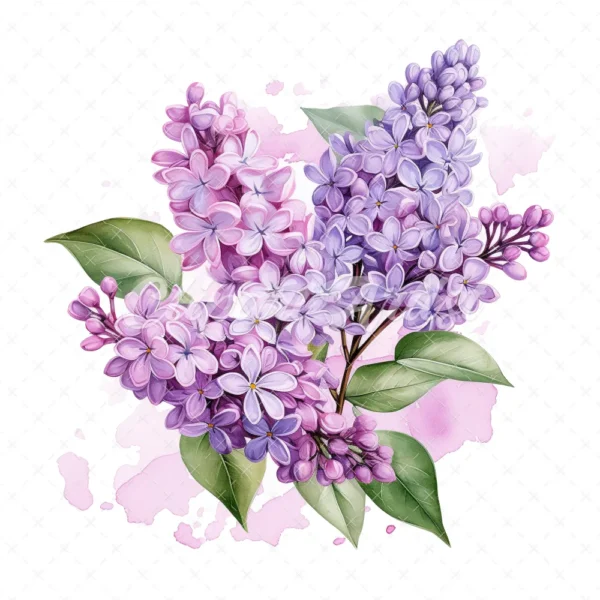 20 High-Quality Lilac Clipart - Lilac flower digital watercolor JPG instant download for commercial use - Digital download