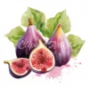 23 High-Quality Fig Clipart - Fig digital watercolor JPG instant download for commercial use - Digital download