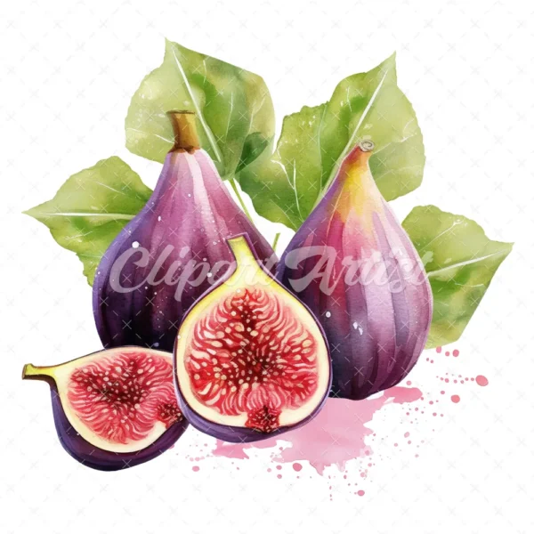 23 High-Quality Fig Clipart - Fig digital watercolor JPG instant download for commercial use - Digital download