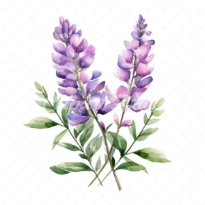 19 High-Quality Lupin Clipart - Lupin digital watercolor JPG instant download for commercial use - Digital download