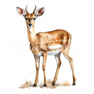 19 High-Quality Bushbuck Antelope Clipart - Bushbuck antelope digital watercolor JPG instant download for commercial use - Digital download