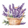 20 High-Quality Lavender Flowers Basket Clipart - Lavender digital watercolor JPG instant download for commercial use - Digital download