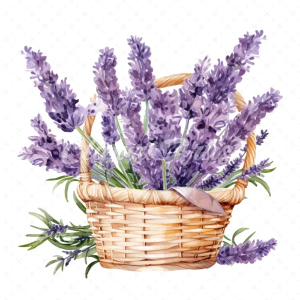 20 High-Quality Lavender Flowers Basket Clipart - Lavender digital watercolor JPG instant download for commercial use - Digital download