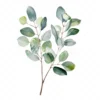 20 High-Quality Eucalyptus Clipart - Eucalyptus digital watercolor JPG instant download for commercial use - Digital download