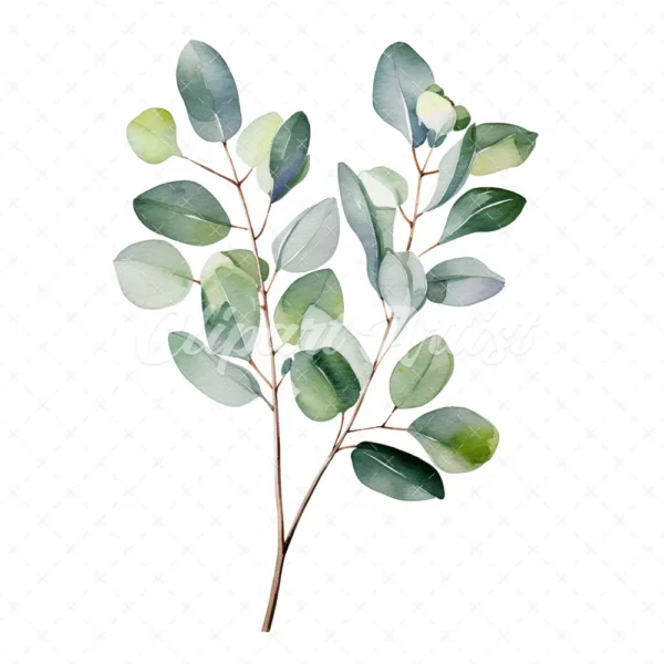 20 High-Quality Eucalyptus Clipart - Eucalyptus digital watercolor JPG instant download for commercial use - Digital download