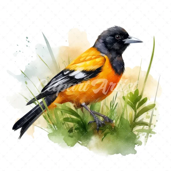 20 High-Quality Baltimore Oriole Clipart - Baltimore oriole digital watercolor JPG instant download for commercial use - Digital download