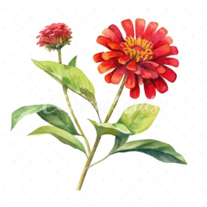 20 High-Quality Zinnia Clipart - Zinnia flowers digital watercolor JPG instant download for commercial use - Digital download