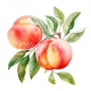 19 High-Quality Peach Clipart - Peach digital watercolor JPG instant download for commercial use - Digital download