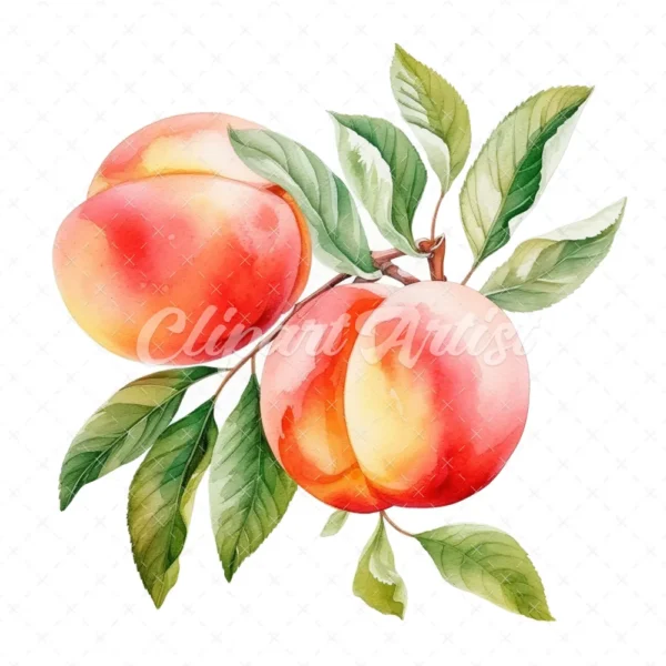 19 High-Quality Peach Clipart - Peach digital watercolor JPG instant download for commercial use - Digital download
