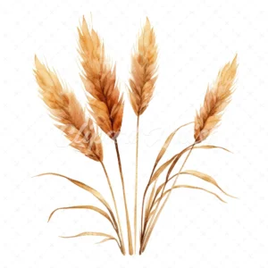 20 High-Quality Pampas Grass Clipart - Pampas grass digital watercolor JPG instant download for commercial use - Digital download