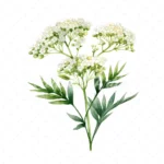 20 High-Quality Yarrow Clipart - Yarrow flowers digital watercolor JPG instant download for commercial use - Digital download