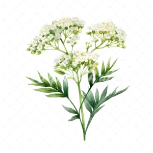 20 High-Quality Yarrow Clipart - Yarrow flowers digital watercolor JPG instant download for commercial use - Digital download