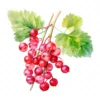 20 High-Quality Ribes Clipart - Ribes digital watercolor JPG instant download for commercial use - Digital download
