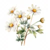 20 High-Quality Daisies Clipart - Daisies digital watercolor JPG instant download for commercial use - Digital download