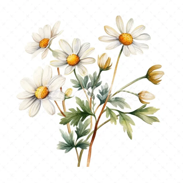 20 High-Quality Daisies Clipart - Daisies digital watercolor JPG instant download for commercial use - Digital download