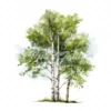 19 High-Quality Birch Tree Clipart - Birch tree digital watercolor JPG instant download for commercial use - Digital download
