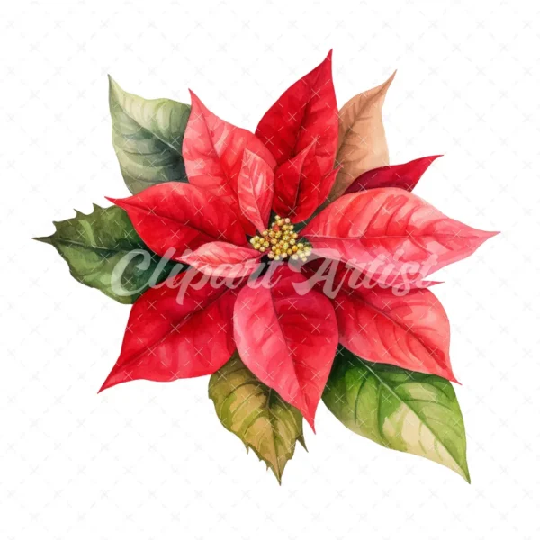 20 High-Quality Poinsettia Clipart - Poinsettia flower digital watercolor JPG instant download for commercial use - Digital download