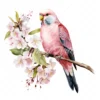 18 High-Quality Pink Bourke Parakeet Clipart - Pink parakeet digital watercolor JPG instant download for commercial use - Digital download