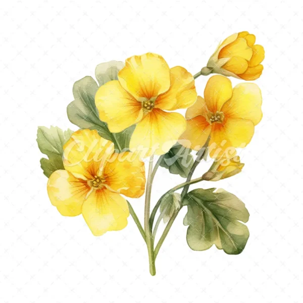 20 High-Quality Primrose Clipart - Primrose flowers watercolor JPG instant download for commercial use - Digital download