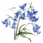 21 High-Quality Bluebells Clipart - Bluebells flowers digital watercolor JPG instant download for commercial use - Digital download