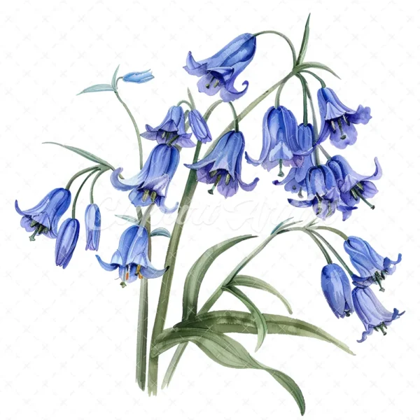 21 High-Quality Bluebells Clipart - Bluebells flowers digital watercolor JPG instant download for commercial use - Digital download