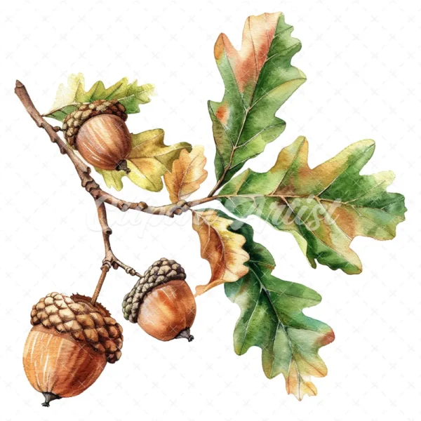 19 High-Quality Oak Acorns Clipart - Oak acorns digital watercolor JPG instant download for commercial use - Digital download
