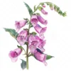 18 High-Quality Foxglove Clipart - Foxglove flowers digital watercolor JPG instant download for commercial use - Digital download