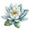 19 High-Quality Delicate Water Lily Clipart - Water lily digital watercolor JPG instant download for commercial use - Digital download