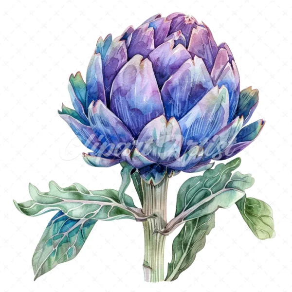 20 High-Quality Artichoke Clipart - Artichoke flower digital watercolor JPG instant download for commercial use - Digital download