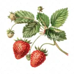 18 High-Quality Vintage Strawberry Clipart - Vintage strawberry watercolor JPG instant download for commercial use - Digital download