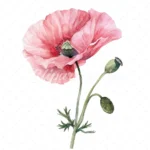 20 High-Quality Poppy Flower Clipart - Poppy flower watercolor JPG instant download for commercial use - Digital download