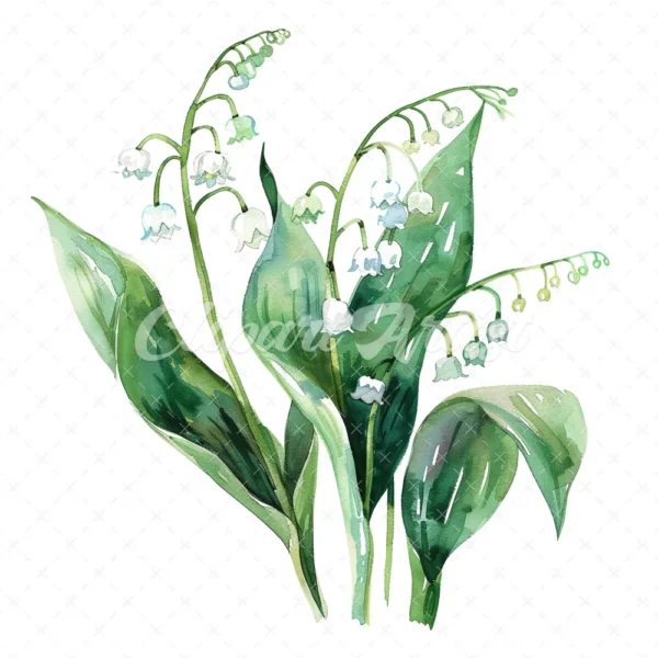 20 High-Quality Lily Of Valley Clipart - Lily of the valley digital watercolor JPG instant download for commercial use - Digital download