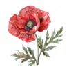 20 High-Quality Oriental Poppy Flower Clipart - Oriental poppy digital watercolor JPG instant download for commercial use - Digital download