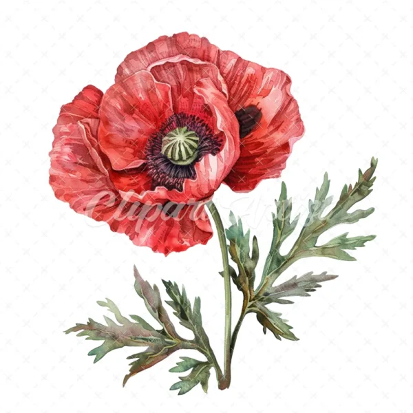 20 High-Quality Oriental Poppy Flower Clipart - Oriental poppy digital watercolor JPG instant download for commercial use - Digital download