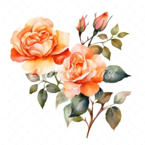 20 High-Quality Orange Rose Clipart - Orange rose digital watercolor JPG instant download for commercial use - Digital download