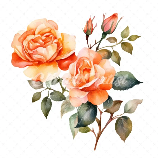 20 High-Quality Orange Rose Clipart - Orange rose digital watercolor JPG instant download for commercial use - Digital download