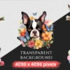 Boston Terriers Watercolor Clipart Bundle - 345+ transparent PNG, Boston puppy illustrations, Cute dog png, Commercial use, Digital download