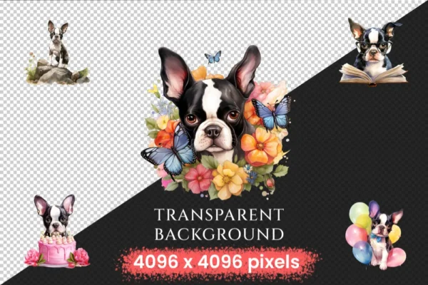 Boston Terriers Watercolor Clipart Bundle - 345+ transparent PNG, Boston puppy illustrations, Cute dog png, Commercial use, Digital download
