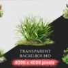 Grass Watercolor Clipart Bundle - 135+ transparent PNG, Botanical grass illustrations, Spring greenery art, Commercial use, Digital download