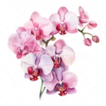 20 High-Quality Pink Orchid Boutique Clipart - Orchid boutique digital watercolor JPG instant download for commercial use - Digital download
