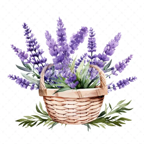 20 High-Quality Lavender Flowers Basket Clipart - Lavender digital watercolor JPG instant download for commercial use - Digital download