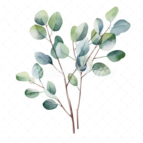 20 High-Quality Eucalyptus Clipart - Eucalyptus digital watercolor JPG instant download for commercial use - Digital download