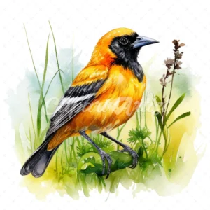 20 High-Quality Baltimore Oriole Clipart - Baltimore oriole digital watercolor JPG instant download for commercial use - Digital download