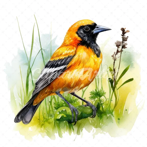 20 High-Quality Baltimore Oriole Clipart - Baltimore oriole digital watercolor JPG instant download for commercial use - Digital download