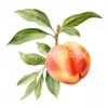 19 High-Quality Peach Clipart - Peach digital watercolor JPG instant download for commercial use - Digital download