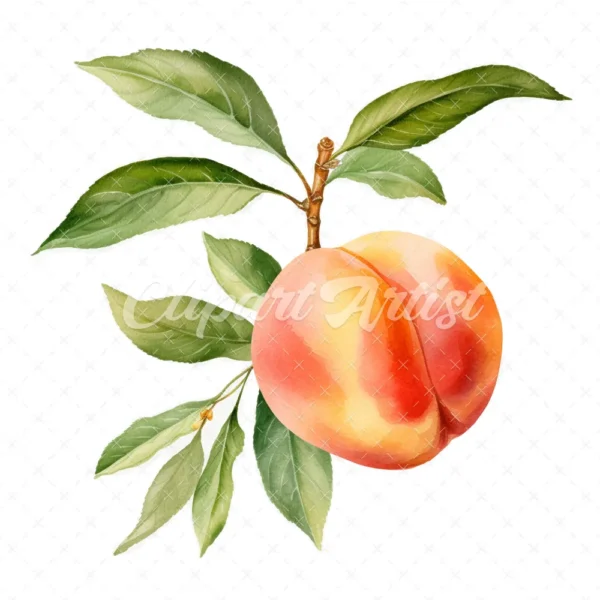 19 High-Quality Peach Clipart - Peach digital watercolor JPG instant download for commercial use - Digital download
