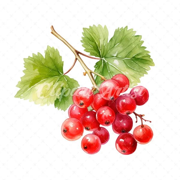 20 High-Quality Ribes Clipart - Ribes digital watercolor JPG instant download for commercial use - Digital download