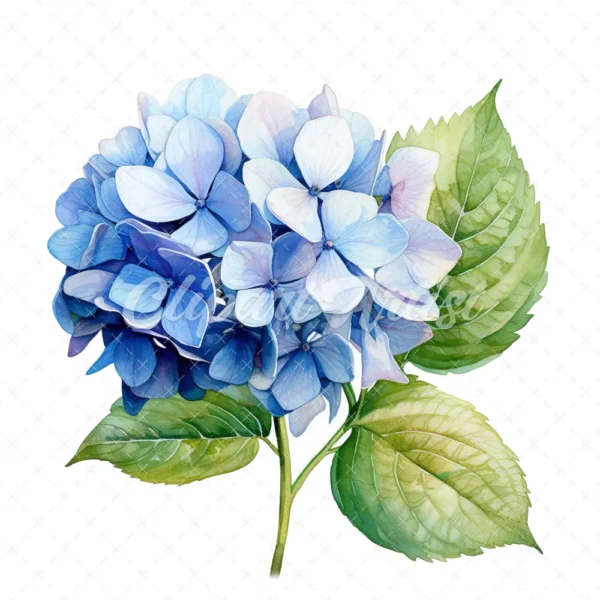 20 High-Quality Hydrangea Clipart - Hydrangea flower digital watercolor JPG instant download for commercial use - Digital download